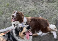 Dixie (Red/White) 🩷, a female Border Collie for sale in Clayton, NC – Photo 3 of 4