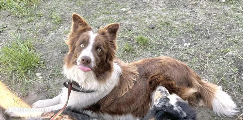 Dixie (Red/White) 🩷, a female Border Collie for sale in Clayton, NC – Photo 1 of 4