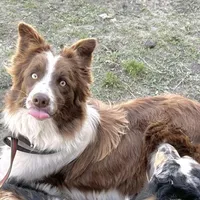 Dixie (Red/White) 🩷, a female Border Collie for sale in Clayton, NC – Photo 1 of 4