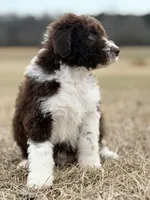 Milo 💙, a male Aussiedoodle for sale in Clayton, NC – Photo 5 of 9