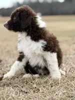 Milo 💙, a male Aussiedoodle for sale in Clayton, NC – Photo 7 of 9