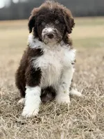 Milo 💙, a male Aussiedoodle for sale in Clayton, NC – Photo 8 of 9
