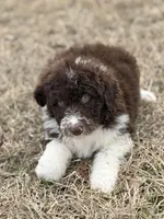 Milo 💙, a male Aussiedoodle for sale in Clayton, NC – Photo 3 of 9