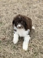 Milo 💙, a male Aussiedoodle for sale in Clayton, NC – Photo 9 of 9