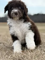 Milo 💙, a male Aussiedoodle for sale in Clayton, NC – Photo 2 of 9