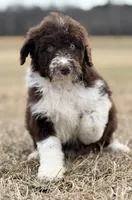 Milo 💙, a male Aussiedoodle for sale in Clayton, NC – Photo 1 of 9