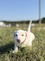 Cash 💙, a male Miniature Dachshund for sale in Clayton, NC – 6 of 9