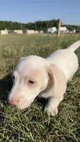 Cash 💙, a male Dachshund for sale in Clayton, NC – 5 of 10