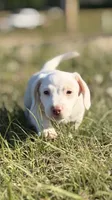 Cash 💙, a male Dachshund for sale in Clayton, NC – 7 of 10