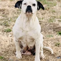 Moonie 🩷, a female American Bulldog for sale in Clayton, NC – Photo 2 of 3