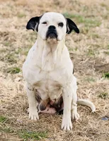 Moonie 🩷, a female American Bulldog for sale in Clayton, NC – Photo 2 of 3