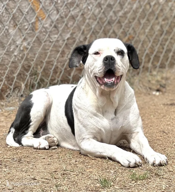 Moonie 🩷, a female American Bulldog for sale in Clayton, NC – Photo 1 of 3