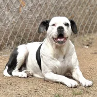 Moonie 🩷, a female American Bulldog for sale in Clayton, NC – Photo 1 of 3