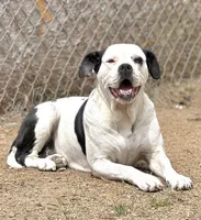 Moonie 🩷, a female American Bulldog for sale in Clayton, NC – Photo 1 of 3