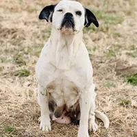 Moonie 🩷, a female American Bulldog for sale in Clayton, NC – Photo 3 of 3