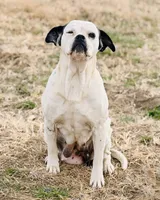 Moonie 🩷, a female American Bulldog for sale in Clayton, NC – Photo 3 of 3