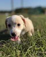 Honey, a female Miniature Dachshund for sale in Clayton, NC – 3 of 7