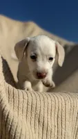 Peaches 🩷, a female Dachshund for sale in Clayton, NC – 9 of 10