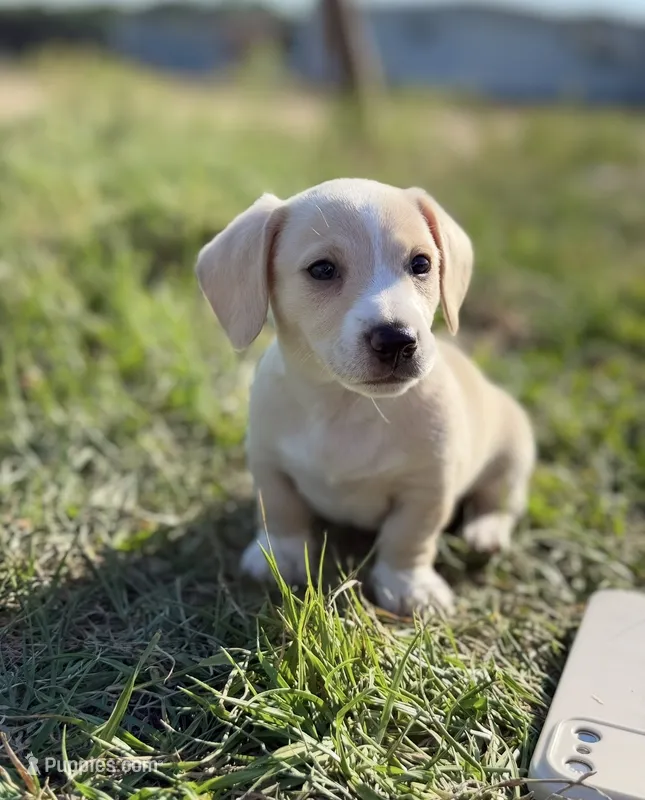 Peaches – Miniature Dachshund puppy for sale in Clayton, NC