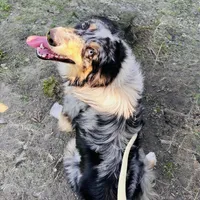 Possum 💙, a male Border Collie for sale in Clayton, NC – Photo 1 of 4