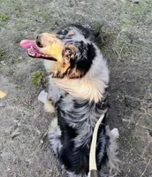 Possum 💙, a male Border Collie for sale in Clayton, NC – Photo 1 of 4