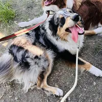 Possum 💙, a male Border Collie for sale in Clayton, NC – Photo 2 of 4