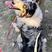 Possum 💙, a male Border Collie for sale in Clayton, NC – Photo 3 of 4