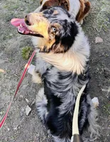 Possum 💙, a male Border Collie for sale in Clayton, NC – Photo 3 of 4