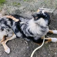 Possum 💙, a male Border Collie for sale in Clayton, NC – Photo 4 of 4