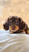 Toby, a male Dachshund for sale in Clayton, NC – 6 of 6