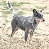 Wire 🩷, a female Australian Cattle Dog for sale in Clayton, NC – Photo 4 of 5