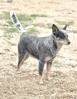 Wire 🩷, a female Australian Cattle Dog for sale in Clayton, NC – Photo 4 of 5
