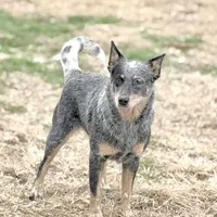 Wire 🩷, a female Australian Cattle Dog for sale in Clayton, NC – Photo 2 of 5