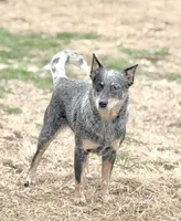 Wire 🩷, a female Australian Cattle Dog for sale in Clayton, NC – Photo 2 of 5