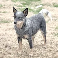 Wire 🩷, a female Australian Cattle Dog for sale in Clayton, NC – Photo 3 of 5