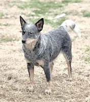 Wire 🩷, a female Australian Cattle Dog for sale in Clayton, NC – Photo 3 of 5
