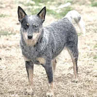 Wire 🩷, a female Australian Cattle Dog for sale in Clayton, NC – Photo 5 of 5