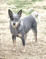 Wire 🩷, a female Australian Cattle Dog for sale in Clayton, NC – Photo 5 of 5