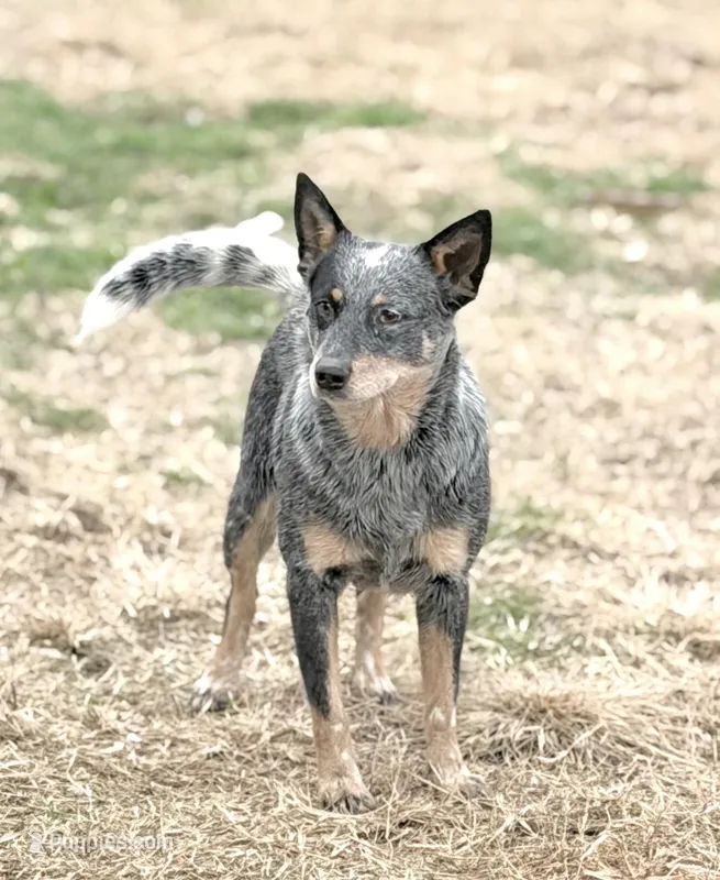 Wire 🩷, a female Australian Cattle Dog for sale in Clayton, NC – Photo 1 of 5