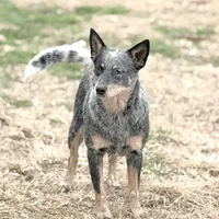Wire 🩷, a female Australian Cattle Dog for sale in Clayton, NC – Photo 1 of 5