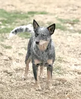 Wire 🩷, a female Australian Cattle Dog for sale in Clayton, NC – Photo 1 of 5