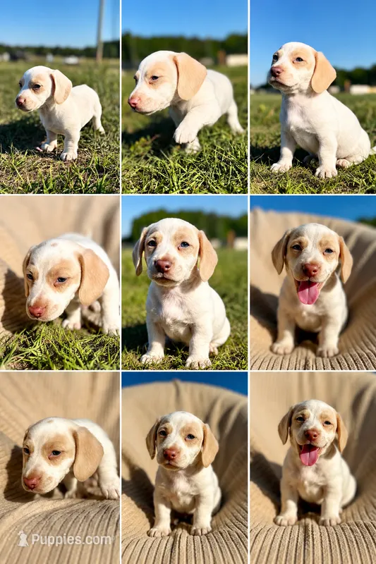 Tucker – Miniature Dachshund puppy for sale in Clayton, NC