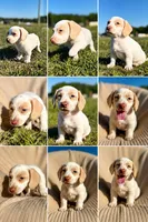Tucker, a male Miniature Dachshund for sale in Clayton, NC – 1 of 1
