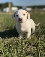 Peaches 🩷, a female Dachshund for sale in Clayton, NC – 1 of 10