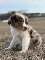 Lenny 💙, a male Aussiedoodle for sale in Clayton, NC – Photo 4 of 10
