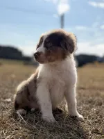 Lenny 💙, a male Aussiedoodle for sale in Clayton, NC – Photo 5 of 10