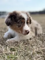 Lenny 💙, a male Aussiedoodle for sale in Clayton, NC – Photo 6 of 10