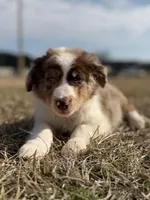 Lenny 💙, a male Aussiedoodle for sale in Clayton, NC – Photo 9 of 10
