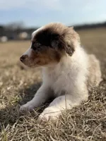 Lenny 💙, a male Aussiedoodle for sale in Clayton, NC – Photo 10 of 10