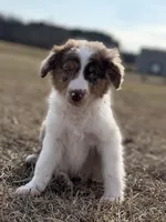 Lenny 💙, a male Aussiedoodle for sale in Clayton, NC – Photo 3 of 10
